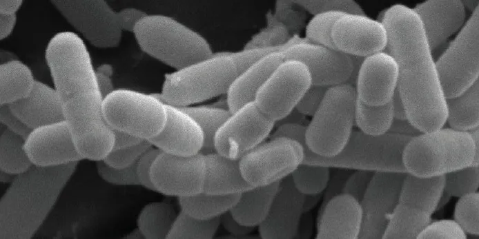 Outbreak of Listeria in Sweden
