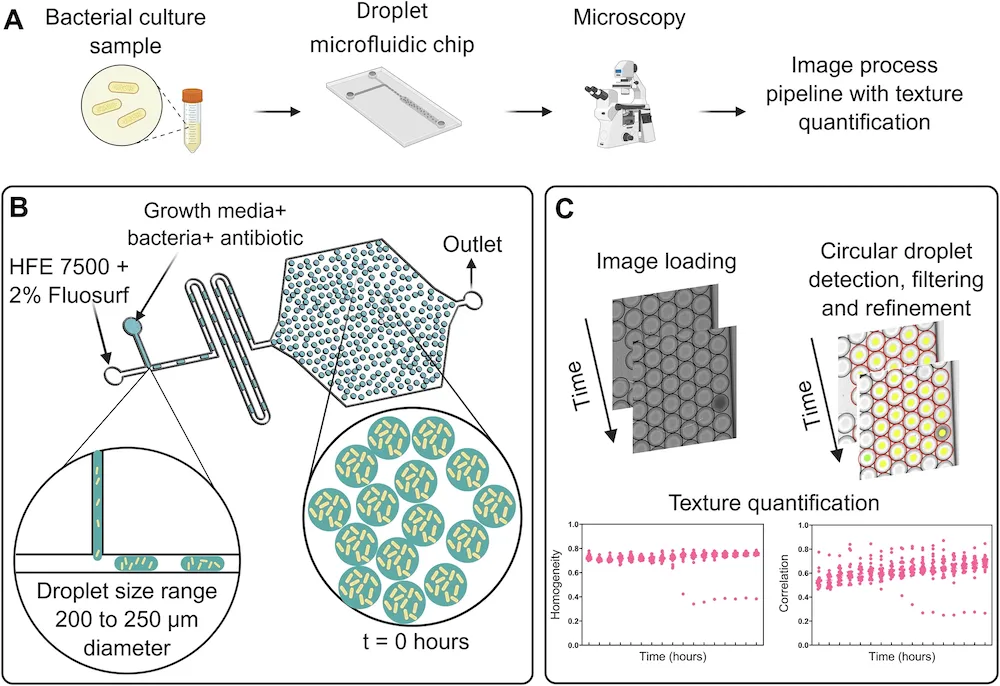 Rapid microfluidic approach to detect hidden antibiotic resistance in bloodstream infections