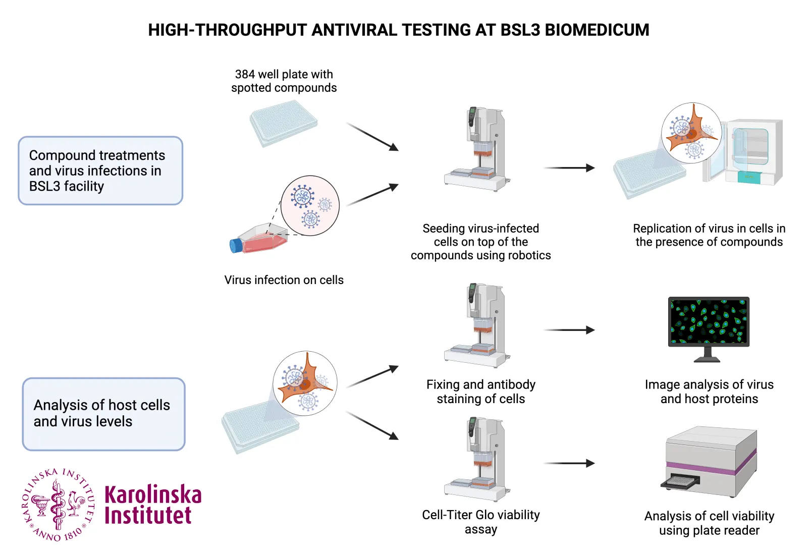 An example of high-throughput antiviral assays available at BSL3 Biomedicum. An image-based screening assay was developed in collaboration with Dr. Charlotte Stadler (Kaimal et al. bioRxiv, 2022) and cell viability assay in collaboration with Dr. Marianna Tampere