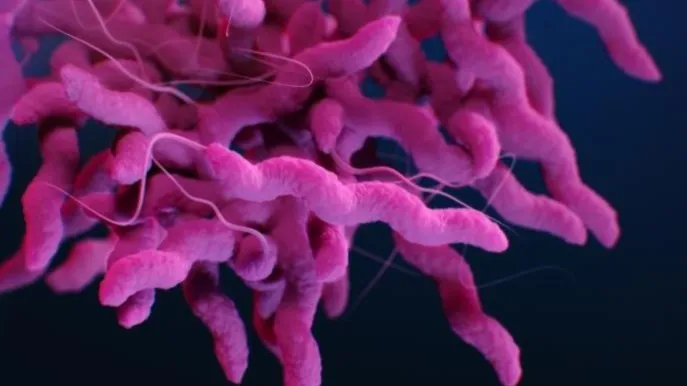 Outbreak of Campylobacter in Sweden