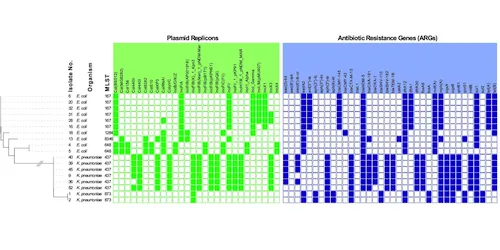 Multidrug‑resistant Enterobacterales in Swedish wastewater effluent