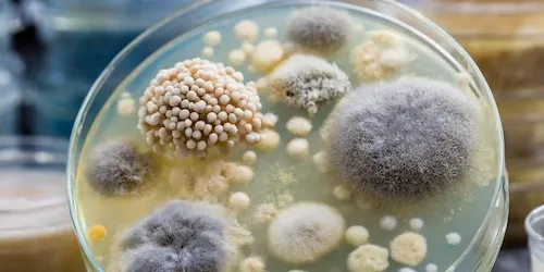 Identification of moulds and yeasts using Nanopore sequencing and MALDI-TOF