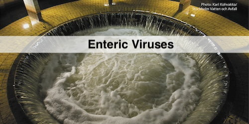 Wastewater: Enteric Virus Quantification (GU)